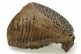 Woolly Mammoth Lower M Molar - North Sea Deposits #272819-1